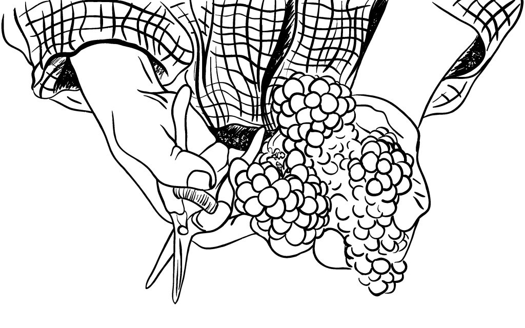 Wine unplugged_illustration-08